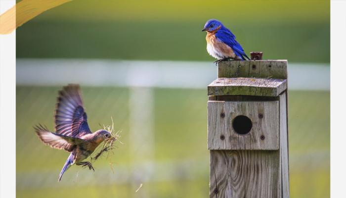 Scene from backyard bird watching: bluebirds at a nesting box